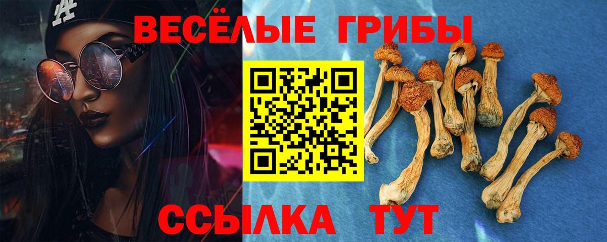 Галлюциногенные грибы Psilocybe Южноуральск